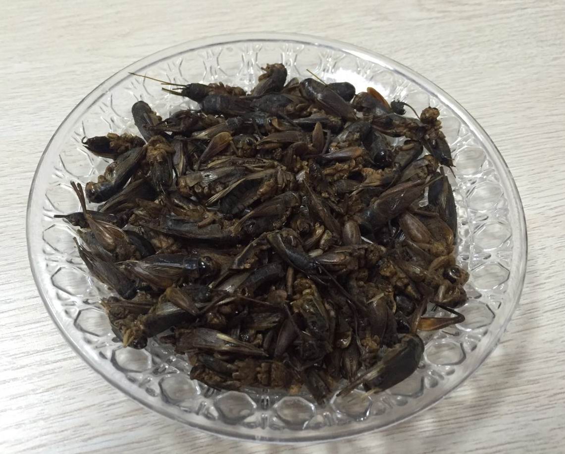 Dried  cricket   干蟋蟀 1.jpg
